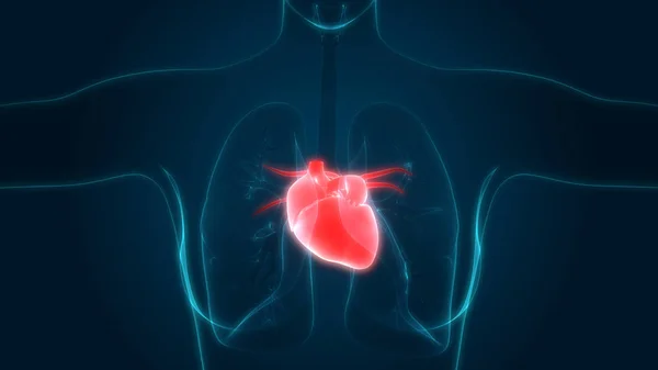 Organe Des Menschlichen Körpers Lungen Mit Herzanatomie Illustration — Stockfoto