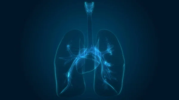 인간의 Human Respiratory System Lungs Anatomy — 스톡 사진