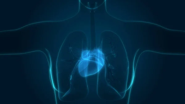 Human Body Organs (Lungs with Heart Anatomy). 3D - Illustration