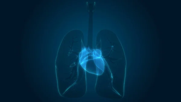 Menselijk Lichaam Organen Longen Met Hart Anatomie Illustratie — Stockfoto