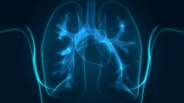 Human Respiratory System Lungs Anatomy — стокове фото