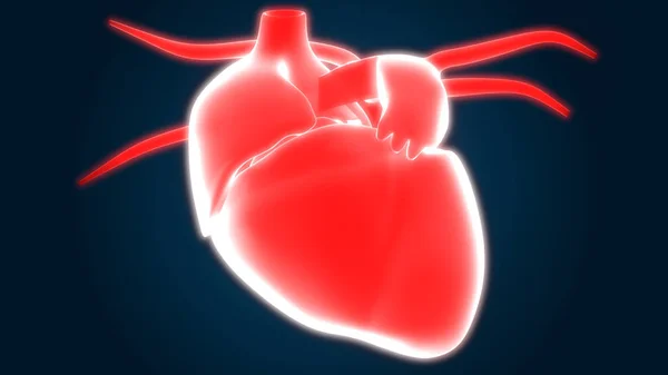 Анатомія Людського Серця Illustration — стокове фото
