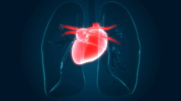 Human Body Organs (Lungs with Heart Anatomy). 3D - Illustration