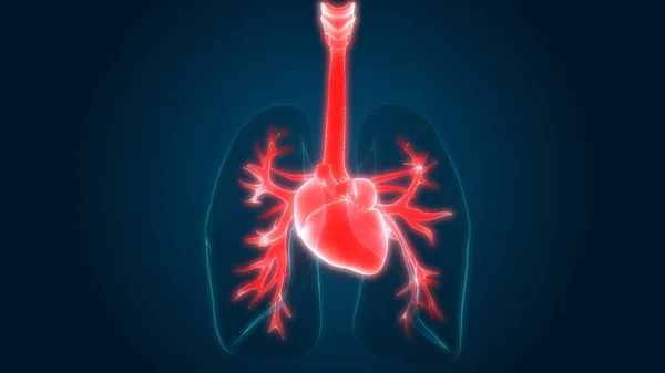 Organi Del Corpo Umano Polmoni Con Anatomia Cardiaca Illustrazione — Foto Stock