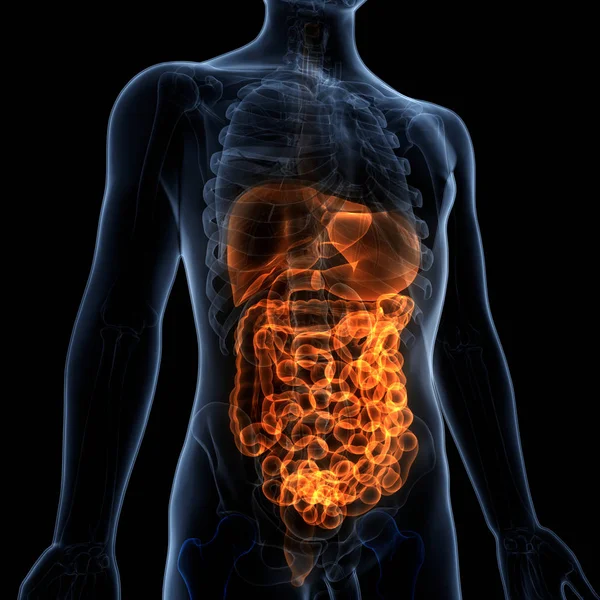 Estómago Del Sistema Digestivo Humano Con Anatomía Del Intestino Delgado —  Fotos de Stock