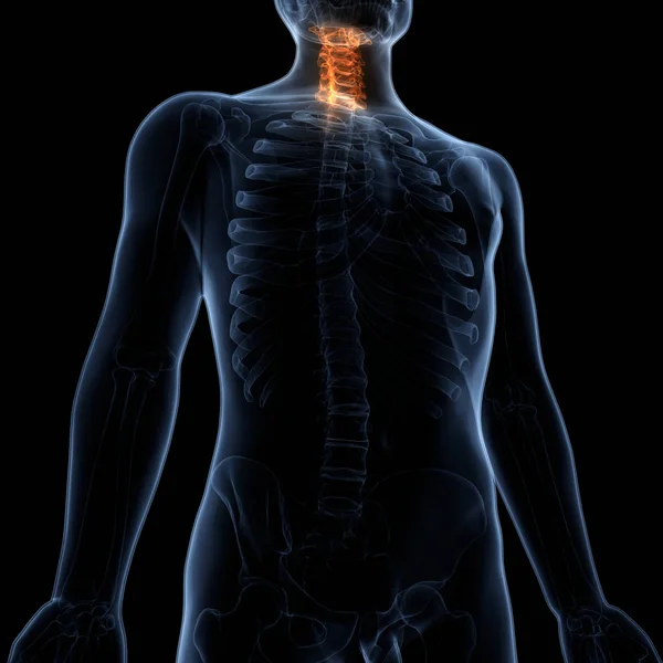 Spinal Cord Part Human Skeleton Anatomy Cervical Vertebrae Lateral View — ストック写真