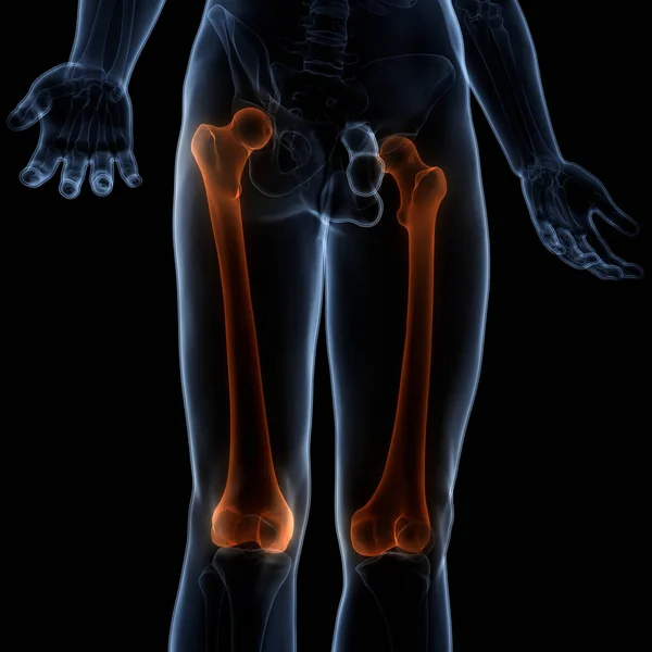 Ilustración Las Articulaciones Óseas Del Sistema Esquelético Humano Anatomía —  Fotos de Stock