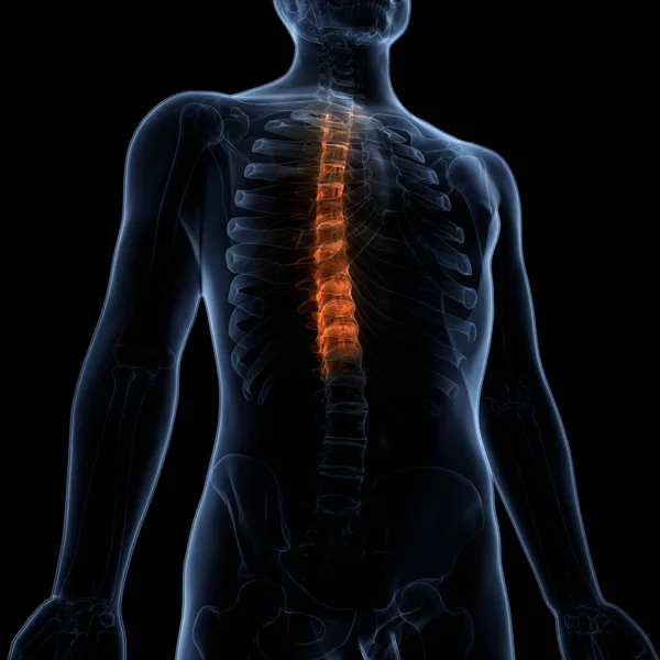 Human Skeleton Vertebral Column Thoracic Vertebrae Anatomy. 3D - Illustration