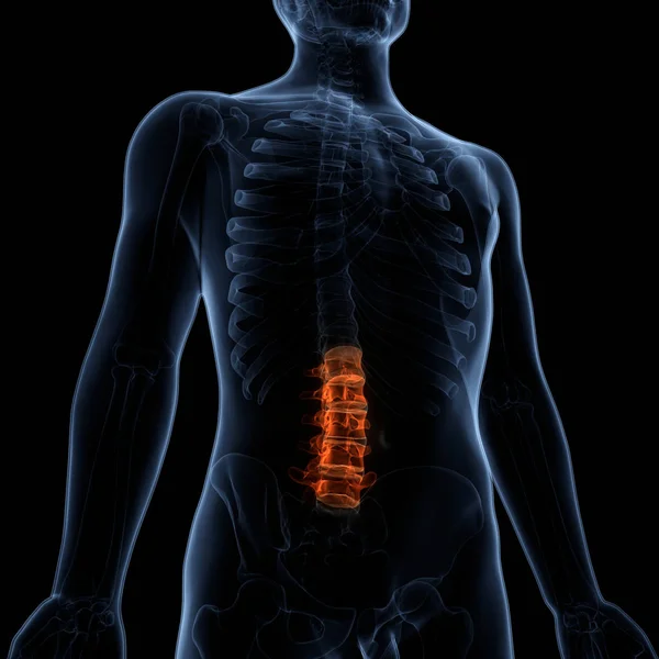 Spinal cord a Part of Human Skeleton Anatomy (Lumbar vertebrae). 3D - Illustration