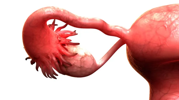 Anatomía Del Sistema Reproductivo Femenino Ilustración —  Fotos de Stock