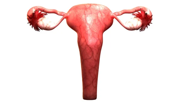 Анатомия Женской Репродуктивной Системы Иллюстрация — стоковое фото
