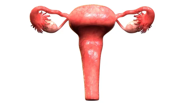 Female Reproductive System Anatomy Illustration — Stock Photo, Image