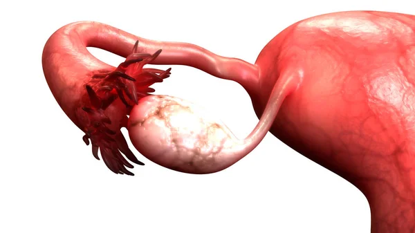Anatomia Żeńskiego Układu Rozrodczego Ilustracja — Zdjęcie stockowe