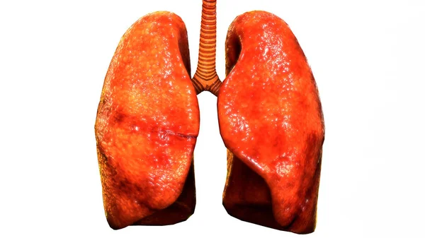 Emberi Test Szervek Tüdő Anatómia Illusztráció — Stock Fotó