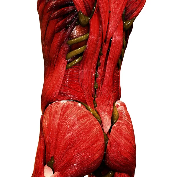 Anatomie Van Het Menselijk Lichaam Illustratie — Stockfoto