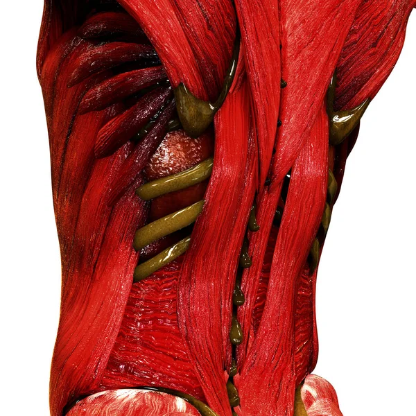 Anatomie Van Het Menselijk Lichaam Illustratie — Stockfoto