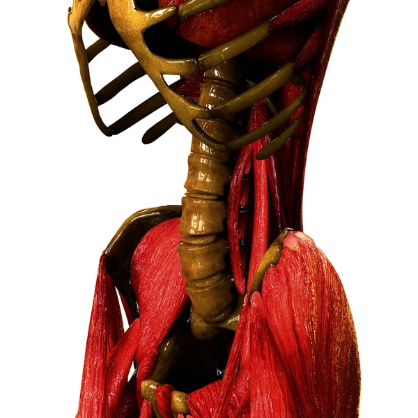 Människokroppens Muskler Anatomi Illustration — Stockfoto