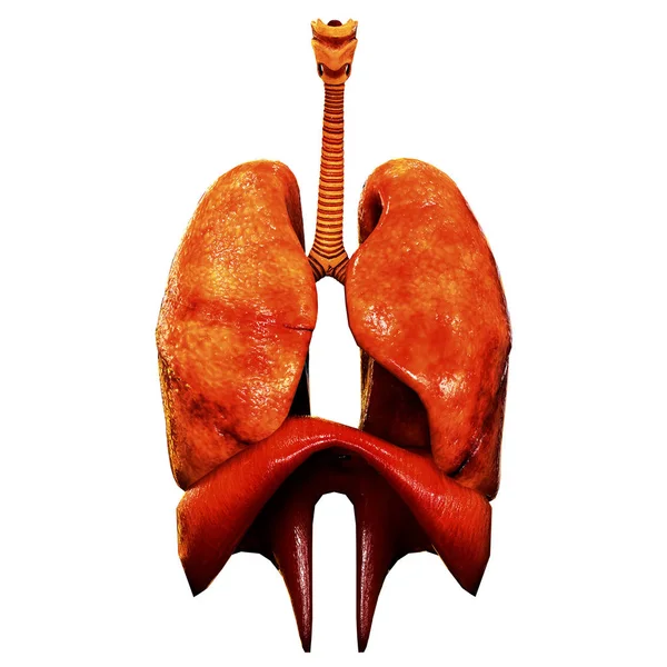 Människokroppens Organ Anatomi Illustration — Stockfoto