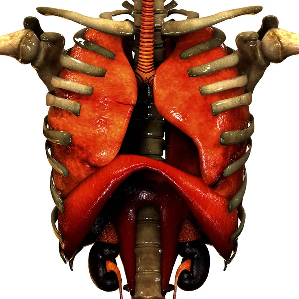 Anatomía Los Órganos Del Cuerpo Humano Ilustración — Foto de Stock