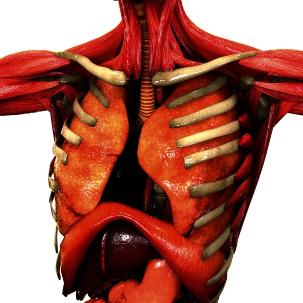 Menselijk Lichaam Organen Anatomie Illustratie — Stockfoto