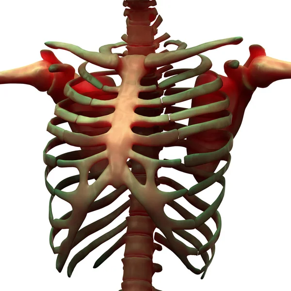 Ανθρώπινο Skeleton Σύστημα Rib Cage Anatomy Πρόσθια Όψη Εικόνα — Φωτογραφία Αρχείου