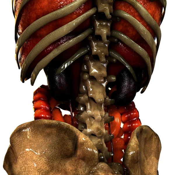 Sistema Respiratorio Umano Con Gabbia Toracica Illustrazione — Foto Stock