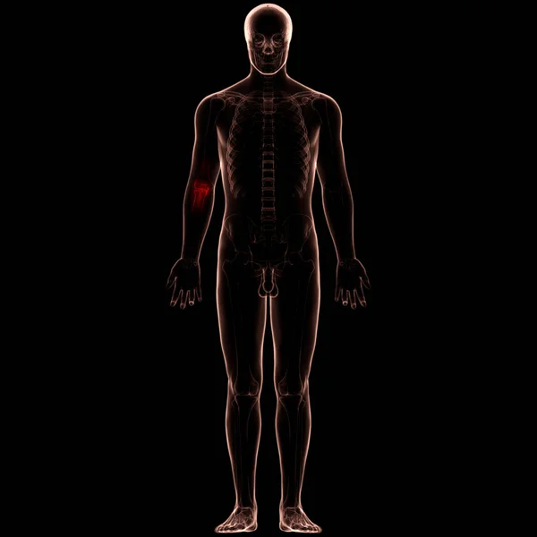 Menselijk Lichaam Bot Gewrichtspijn Anatomie Illustratie — Stockfoto