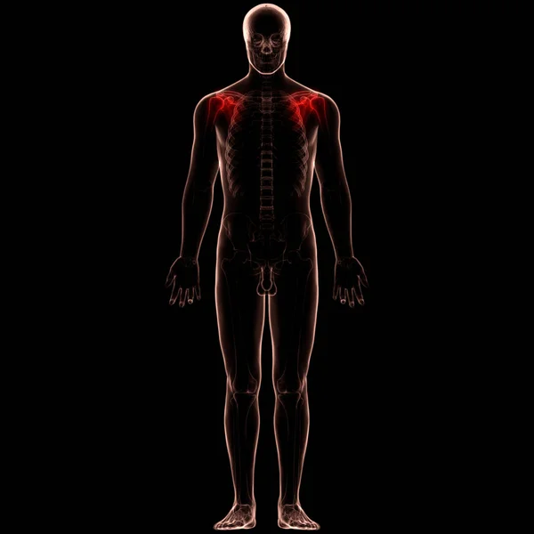 Ανθρώπινο Skeleton Σύστημα Ωμοπλάτης Αρθρώσεις Οστών Posterior View Ανατομία Εικόνα — Φωτογραφία Αρχείου