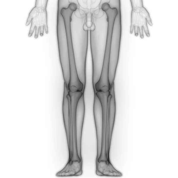 Nsan Vücut Kemikleri Eklem Ağrısı Bacak Eklemleri Kemik Posterior Manzara — Stok fotoğraf