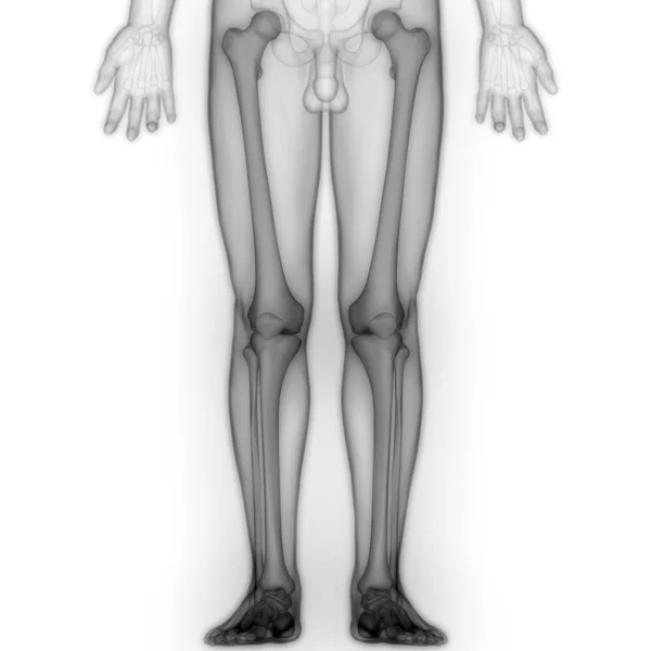 Menschliche Körperknochen Gelenkschmerzen Beingelenke Und Knochen Hintere Ansicht Illustration — Stockfoto