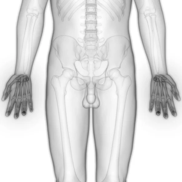 Human Skeleton System Bones Hands Anatomy Illustration — Stock Photo, Image