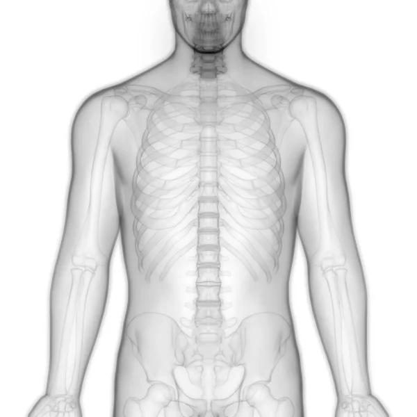 Anatomie Des Douleurs Articulaires Osseuses Corps Humain Côtes Illustration — Photo