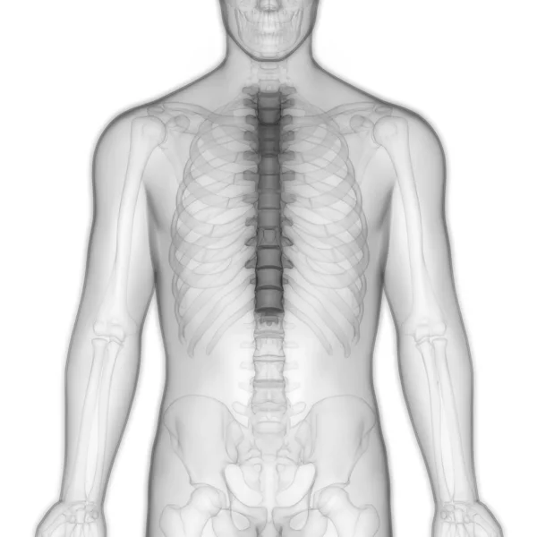 Spinal Cord Thoracic Vertebrae Part Human Skeleton Anatomy Illustration — Stock Photo, Image