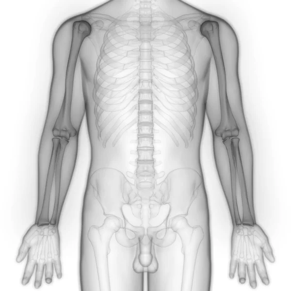 Sistema Esquelético Humano Manos Óseas Anatomía Las Articulaciones Ilustración —  Fotos de Stock