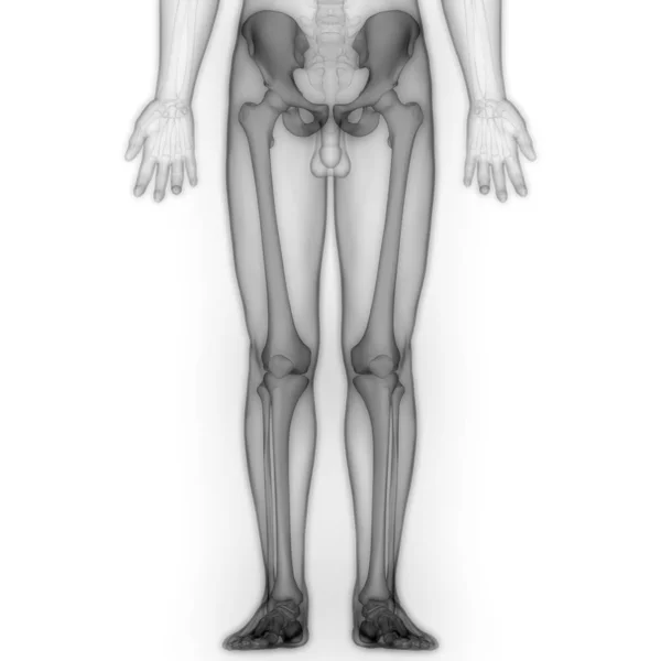 Emberi Test Csontok Ízületi Fájdalmak Láb Ízületek Csípő Medence Illusztráció — Stock Fotó