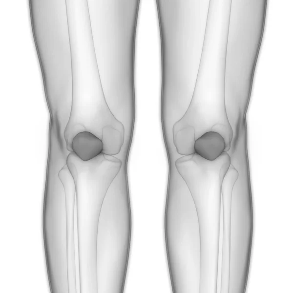 Ilustración Las Articulaciones Óseas Del Sistema Esquelético Humano Anatomía — Foto de Stock