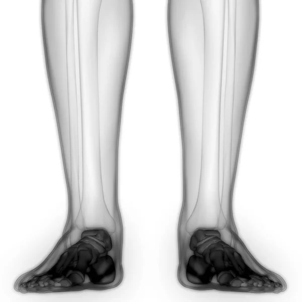 人体骨骼联合疼痛解剖 脚和腿关节 — 图库照片