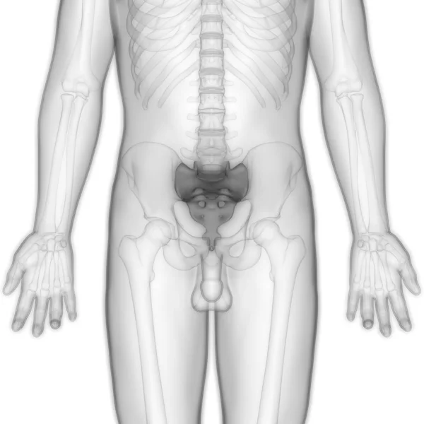 Anatomie Der Wirbelsäule Des Menschlichen Skelettsystems Kreuzbein Illustration — Stockfoto