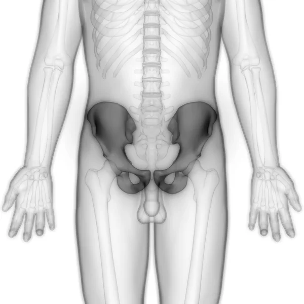 Human Body Bone Joint Pain Hip Pelvis Ілюстрація — стокове фото