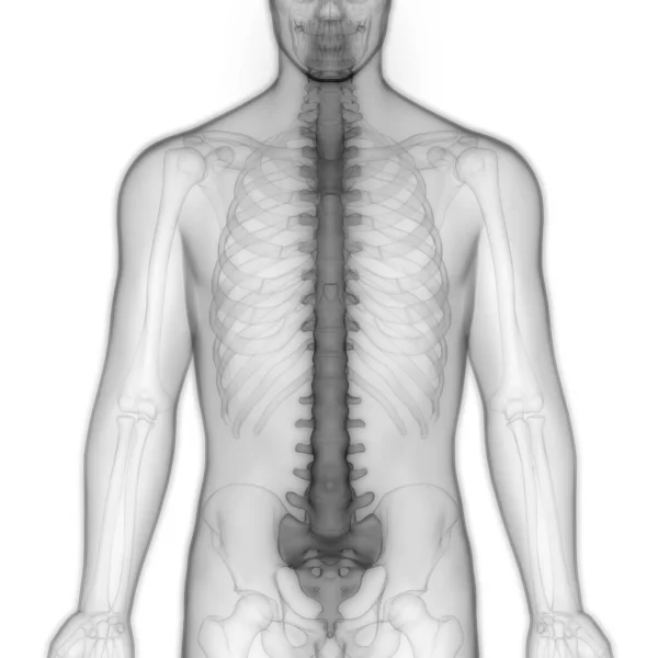 Columna Vertebral Vértebras Torácicas Anatomía Del Sistema Esquelético Humano Ilustración —  Fotos de Stock