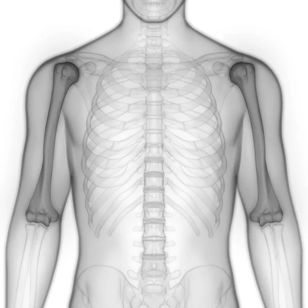 Sistema Esquelético Humano Anatomía Caja Torácica Ilustración — Foto de Stock