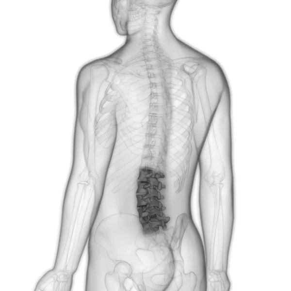 Spinal Cord Part Human Skeleton Anatomy Lumbar Wervels Illustratie — Stockfoto