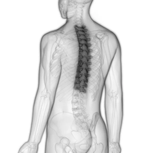 Human Skeleton Vertebral Column Thoracic Vertebrae Anatomy Illustration — стокове фото