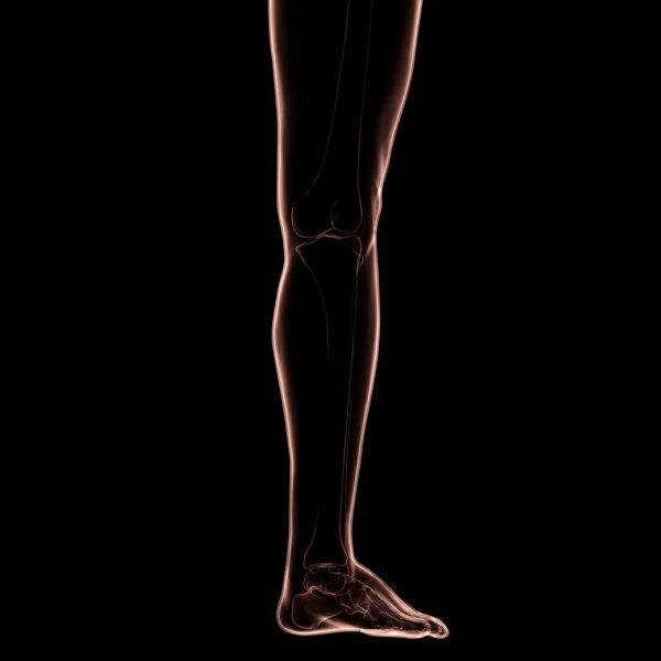 Human Body Bone Joint Pains Leg Joint Illustration — стокове фото