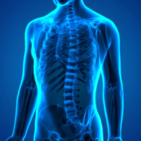 Human Skeleton System Rib Cage Anatomy . 3D - Illustration