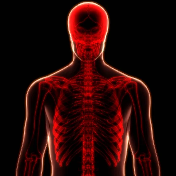 Human Skeleton System Rib Cage Anatomy Illustration — Stock Photo, Image