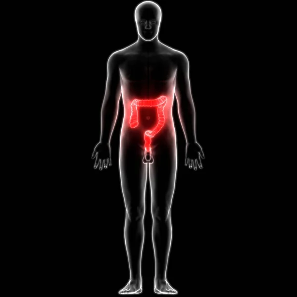 Human Digestive System Large Intestine Anatomy Illustration — Stock Photo, Image
