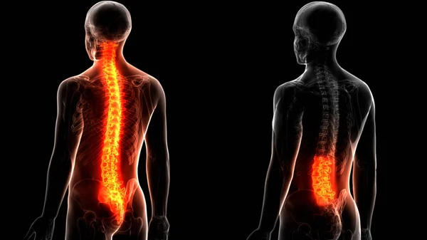 Vertebral Column Thoracic Vertebrae of Human Skeleton System Anatomy. 3D - Illustration