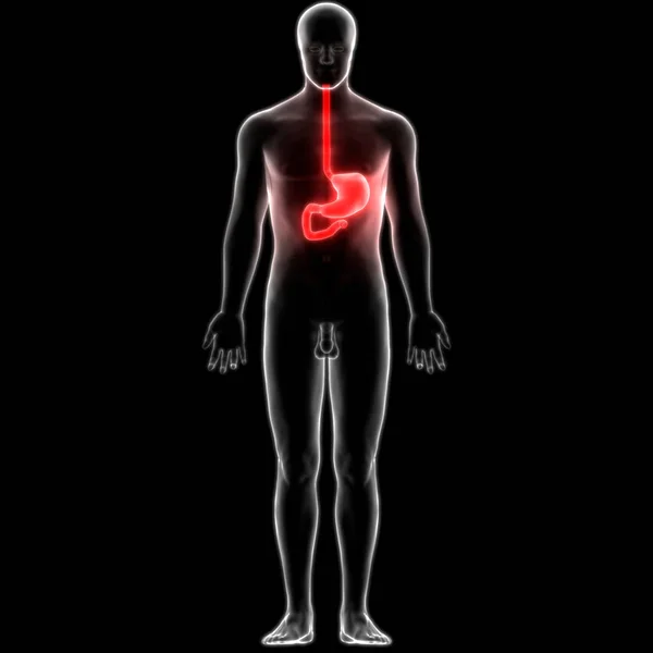 人体消化系统胃解剖前视 — 图库照片