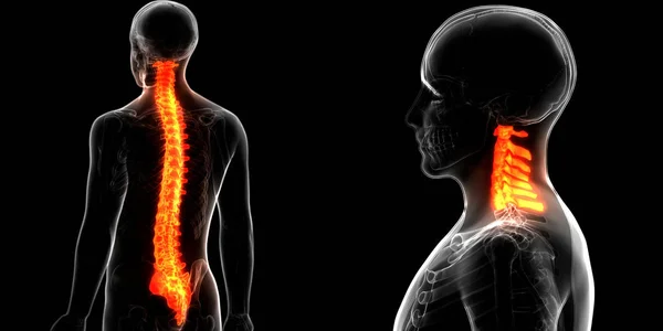 Columna Vertebral Vértebras Torácicas Anatomía Del Sistema Esquelético Humano Ilustración —  Fotos de Stock